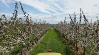 Bl&uuml;te - eine sensible Zeit bei den Obstkulturen