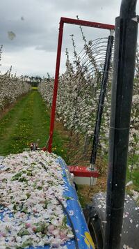 Ausd&uuml;nnung - schon bei normaler Bl&uuml;te w&uuml;rden zu viele Fr&uuml;chte heranwachsen...