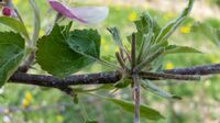 ...durch Abschlagen wird die Anzahl der Bl&uuml;ten vermindert und optimiert