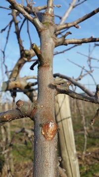 Sch&auml;dlingskontrolle - hier hoher Besatz mit Eiern der Roten Obstbaumspinnmilbe